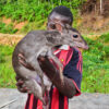 A deer catptured for bushmeat in the DRC.