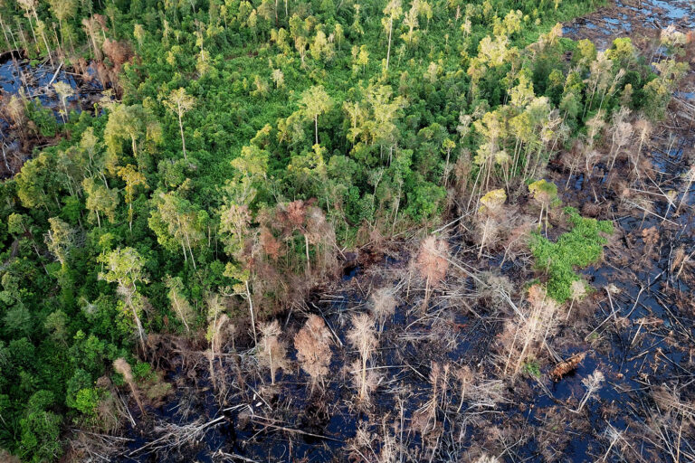 Burned peat forest in Borneo.