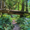 Dominick DellaSala, chief scientist with Oregon-based NGO Wild Heritage walks on a trail.