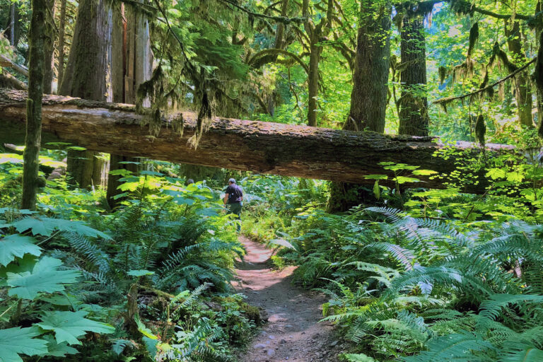 Dominick DellaSala, chief scientist with Oregon-based NGO Wild Heritage walks on a trail.
