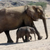 Desert elephant with young. Damaraland, Namibia. Image by Rhett Butler for Mongabay.