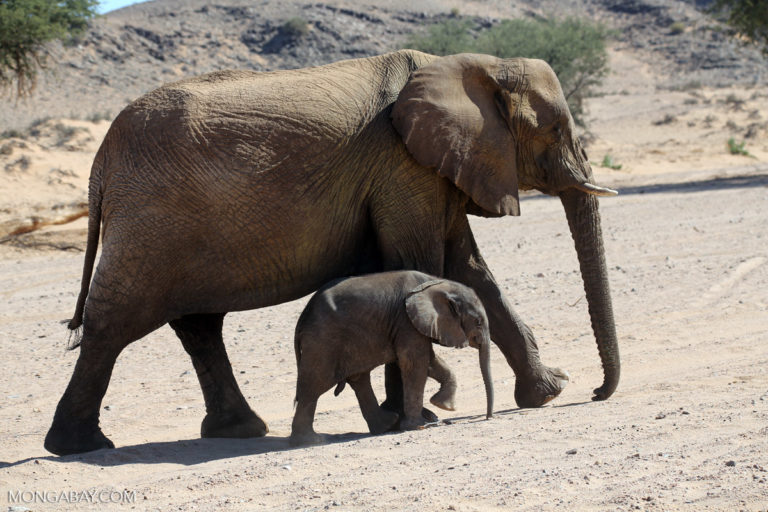 Desert elephant with young. Damaraland, Namibia. Image by Rhett Butler for Mongabay.
