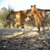 Tigers in Nepal. Photo credit: DNPWC/NTNC/Panthera/WWF/ZSL