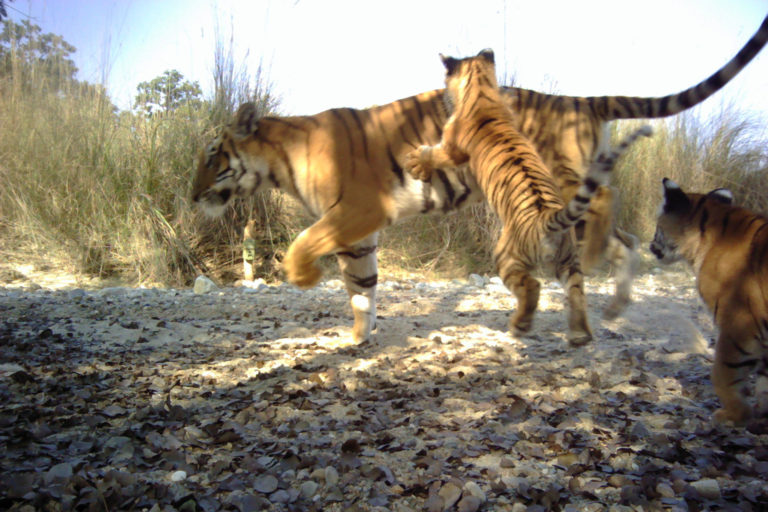 Tigers in Nepal. Photo credit: DNPWC/NTNC/Panthera/WWF/ZSL