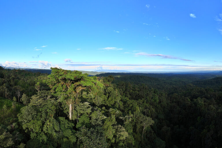 Rainforest in the upper Amazon. Photo credit: Rhett A. Butler