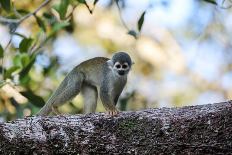 Squirrel monkey near Yasuni NP. Photo credit: Rhett A. Butler / Mongabay