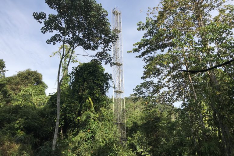 Tower for measuring forest CO2