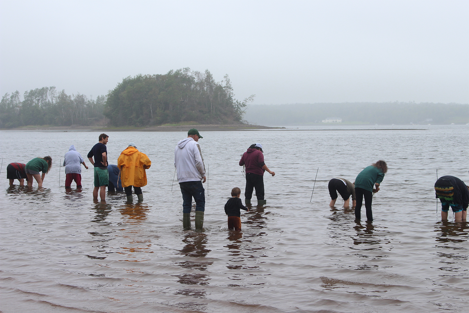 Members of Pictou Landing First Nation plant eelgrass at Maliko'mijk, a sacred site for the community, which has lost many of its eelgrass meadows over the years. 