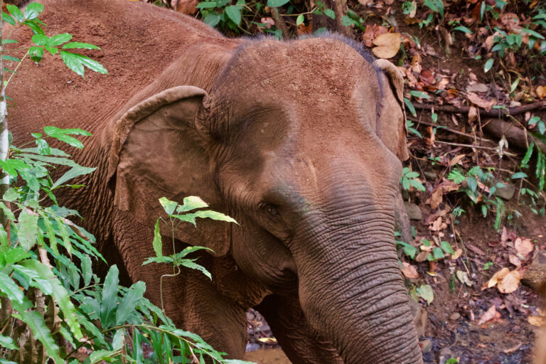 An elephant in Cambodia.