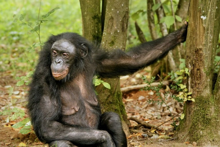 A female bonobo.
