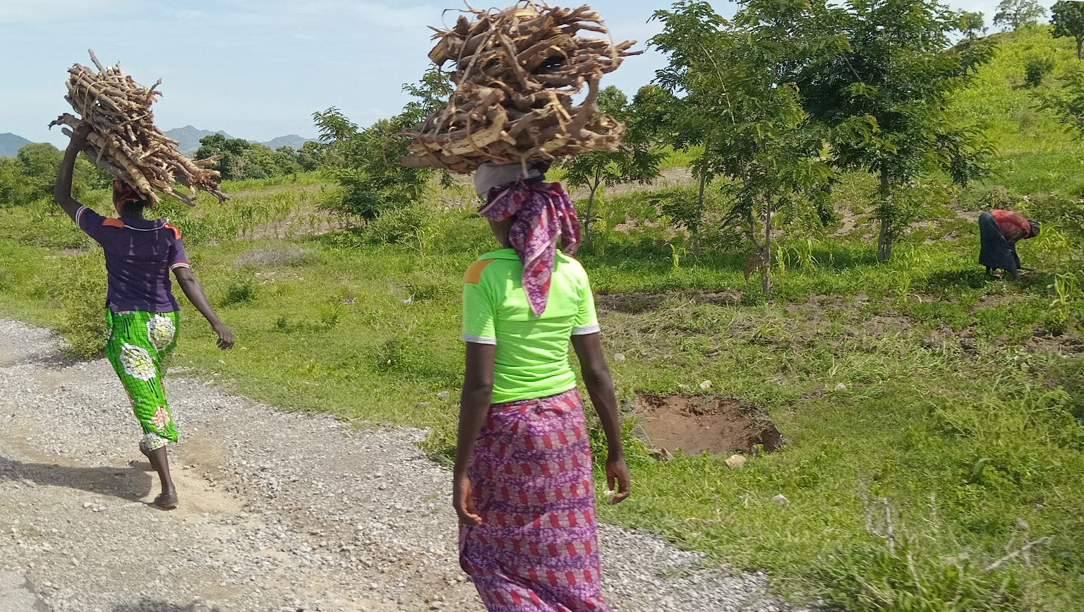 Women from Mansour-Sabongari return from the savannah with bundles of wood, fearing possible arrests by agents of the Cameroonian Ministry of Forests and Wildlife. 