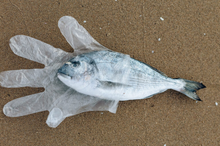 A fish in a plastic glove.