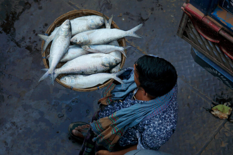 A fisherman carries a basketful of hilsa.