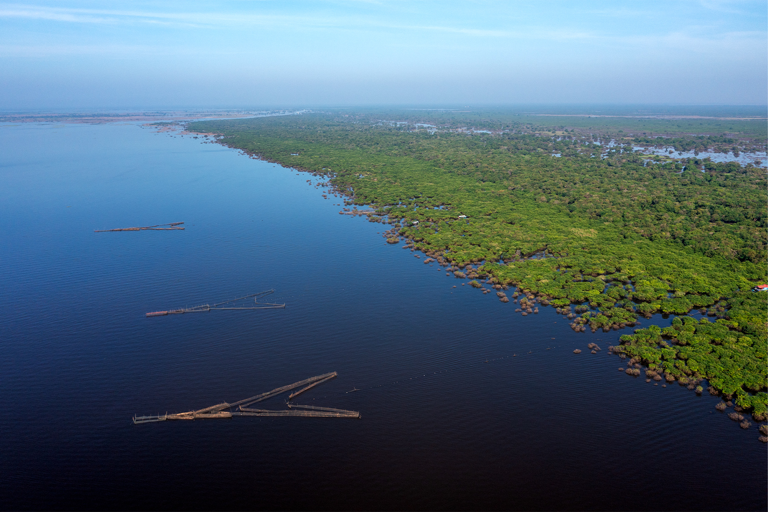 Giant arrowhead fishing traps line the edge of the flooded forest in Tonle Sap Lake.