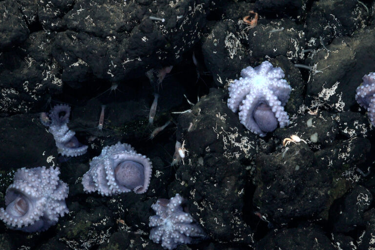 Newly found deep-sea octopus nursery