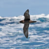The flesh-footed shearwater (Ardenna carneipes)
