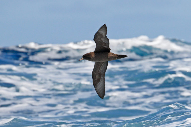 The flesh-footed shearwater (Ardenna carneipes)