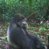 Camera trap image of an adult male and a baby gorilla in Ebo Forest.