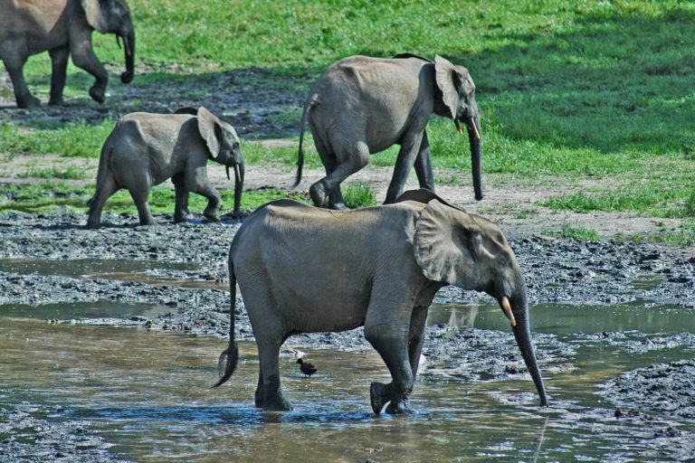 Forest elephants in the Congo Basin.