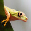 A lemur leaf frog in Costa Rica.