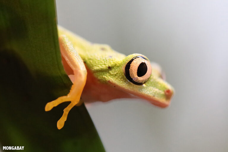 A lemur leaf frog in Costa Rica.