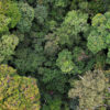 Rainforest in Gabon. Photo credit: ZB