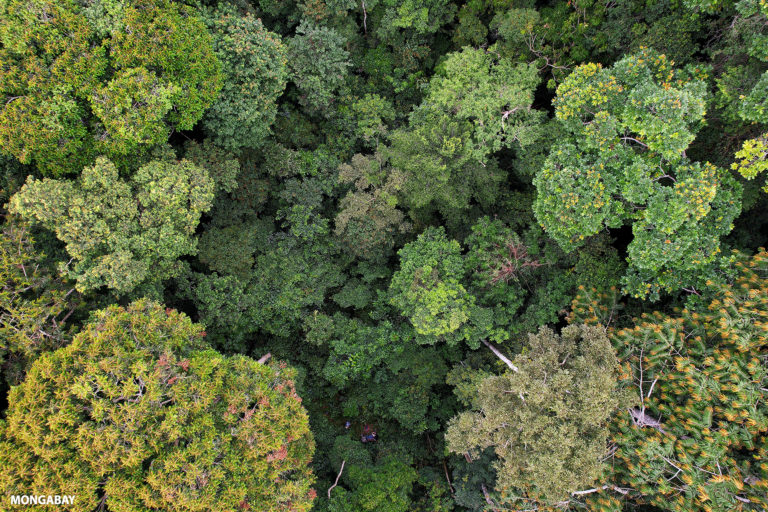 Rainforest in Gabon. Photo credit: ZB