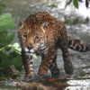 Jaguar in a river in Mexico. Photo credit: Gerardo Ceballos