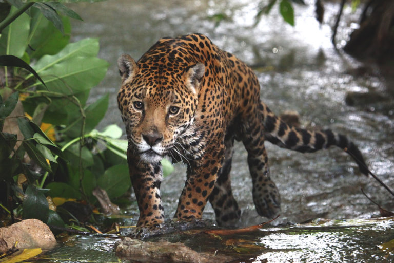Jaguar in a river in Mexico. Photo credit: Gerardo Ceballos