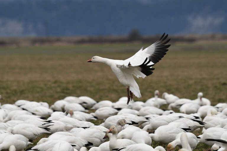A flock of snow geese.
