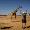 The team at the Giraffe Conservation Foundation attempts to put a tag on a reticulated giraffe in Namibia.