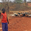Goat herders along a road in Muzarabani
