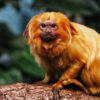 The endangered golden lion tamarin (Leontopithecus rosalia).