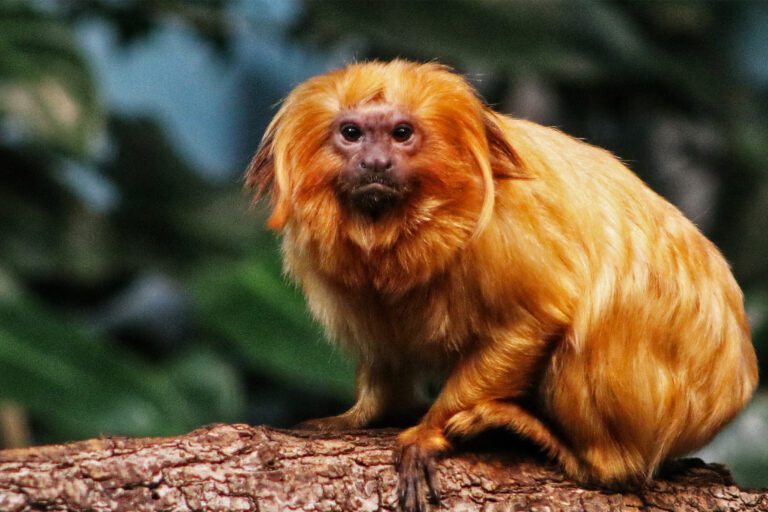 The endangered golden lion tamarin (Leontopithecus rosalia).