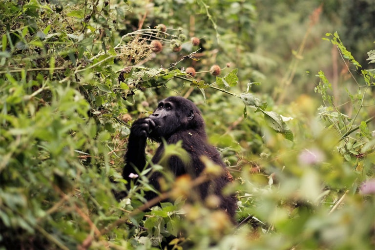 A gorilla in Bwindi Impenetrable National Park.