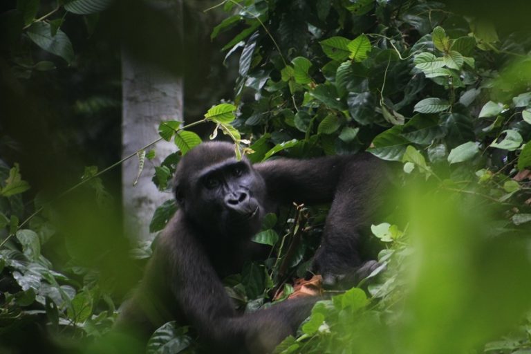 A gorilla at the habituation project in Campo Ma'an National Park. Image courtesy Campo Ma'an National Park via Wikicommons (CC BY-SA 4.0)