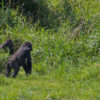 Gorillas in Cameroon.