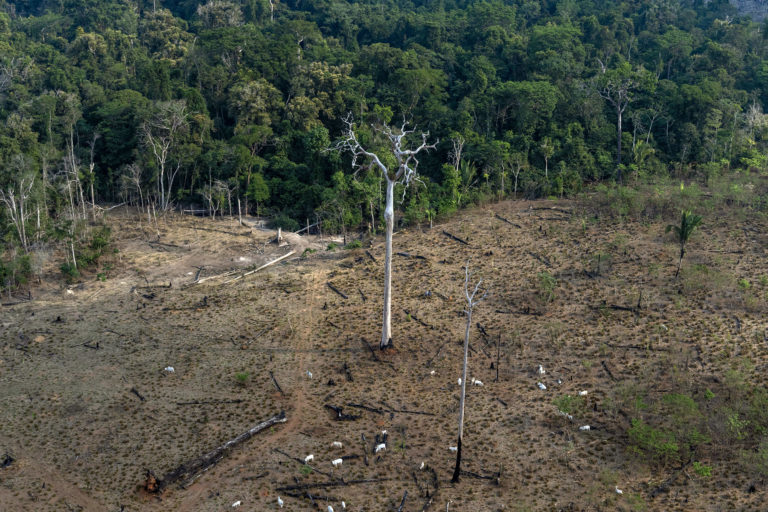 Aerial view of an area in the Amazon deforested for cattle ranching -- the biggest driver of deforestation in the Amazon -- in Lábrea, Amazonas state on Sep 15, 2021. Photo © Victor Moriyama / Amazônia em Chamas (Amazon in Flames Alliance)