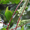 The endangered greater green leafbird