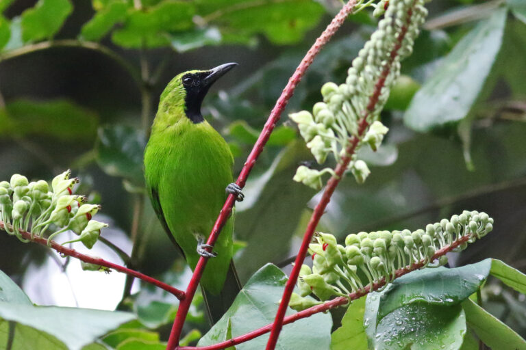 The endangered greater green leafbird