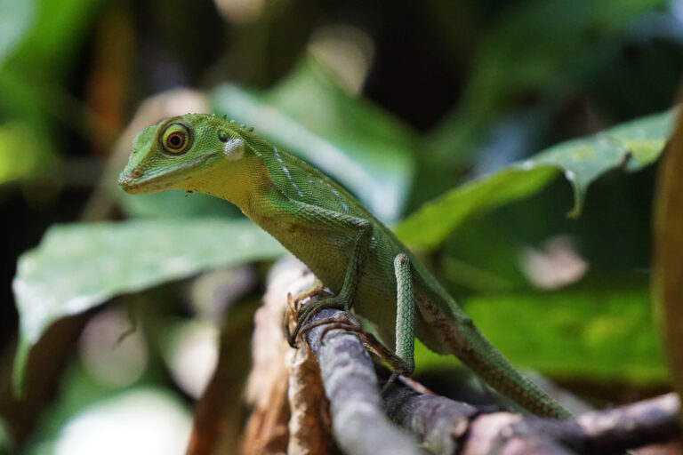 A green crested lizard in Borneo.