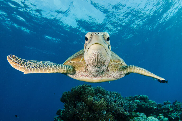 A green sea turtle.