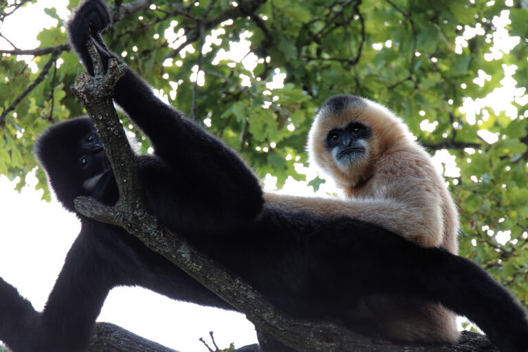 A pair of the critically endangered Hainan gibbons.