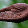 Fish eggs from the Halda River.