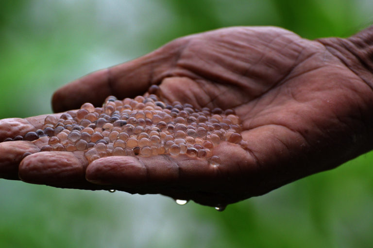 Fish eggs from the Halda River.