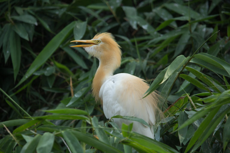 A heron in a tree.