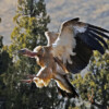 A Himalayan griffon (Gyps himalayensis).