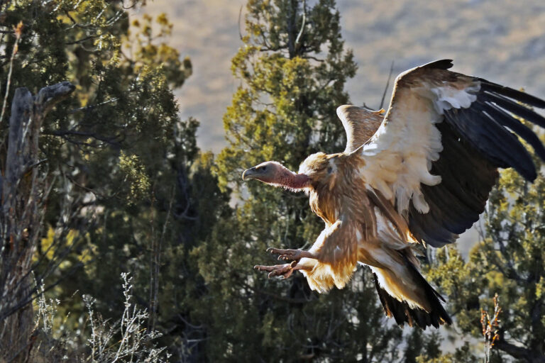 A Himalayan griffon (Gyps himalayensis).