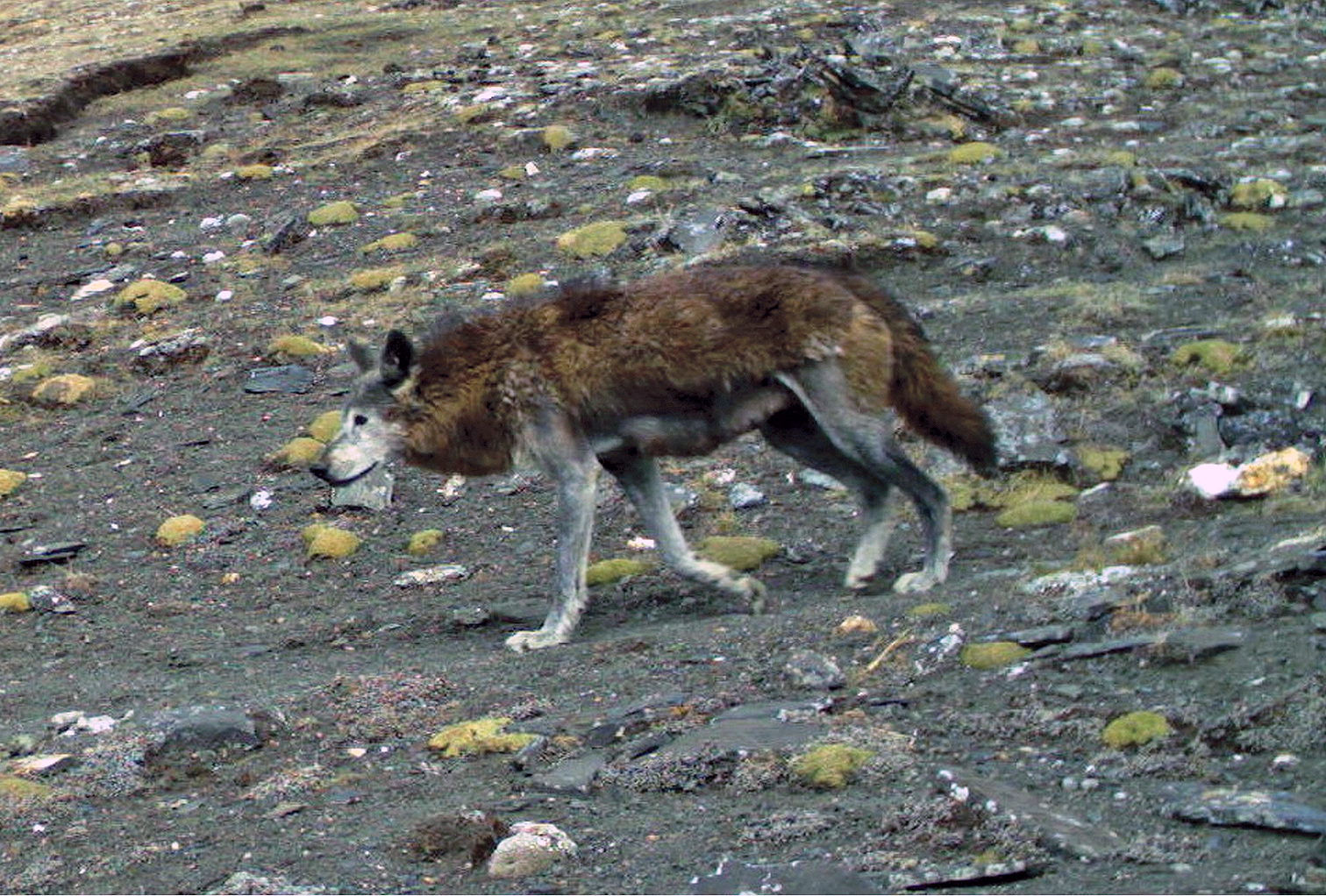 A Himalayan wolf. 