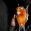 An orange-furred bat (Hipposideros fuliginosus) with dark grey wings being held up in the light against a dark background. Image courtesy of Diogo Ferreira.
